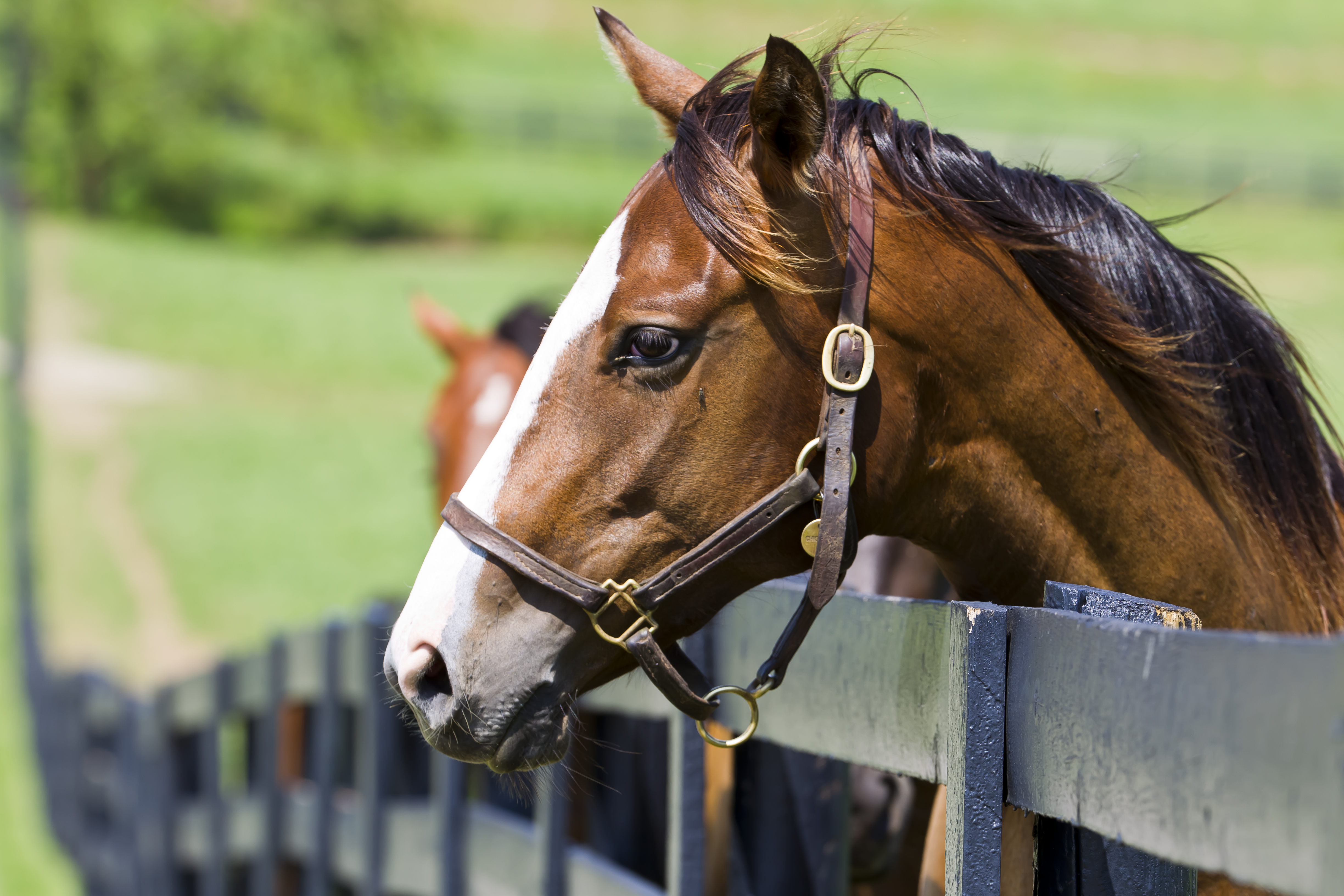 The World Equestrian Center Ocala in Ocala, Florida